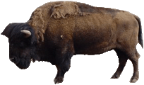 buffalo2
